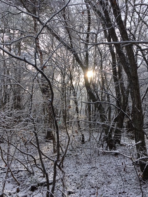 画像: 今朝の雪