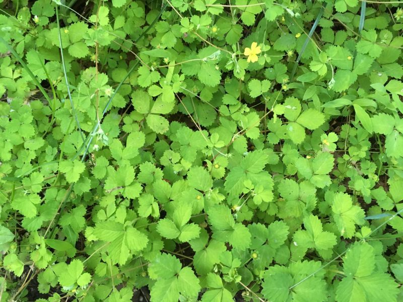 画像: もうすぐ「夏の工芸学校」